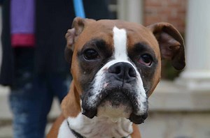 11 Things You Should Know about the Boxer - Your Dog Advisor