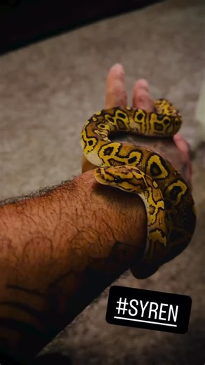 #indianapolis #ballpythonmorph #ballpythonsofig #ballpythonmorphs #ballpythonbreeder | Doe Tattz