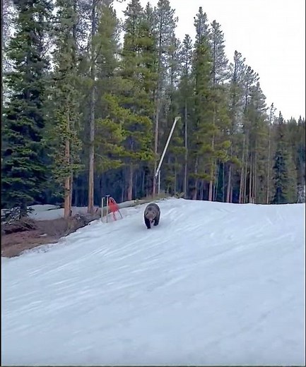 Grizzly bear at Lake Louise ski resort