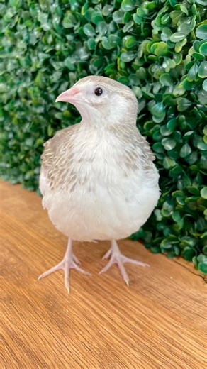 Quail are such a great option for those wanting to raise their own food, especially if space is limited. They are by far my favorite poultry meat & are absolutely delicious. Fast growing, minimal input, and give amazing eggs, too! (Old video, we don’t have quail anymore sadly. But I was afraid to post it when I filmed it… IDGAF anymore, give me a strike 😂) #homestead #selfsufficient #growyourownfood #homesteading #quail | Painted Creek Farm