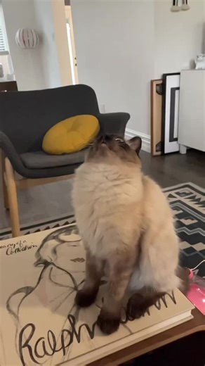 #catsoftiktok #funnycat #petsitterlife #foryou #foryoupage #funny