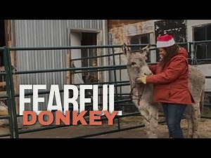 Halter Training A Donkey (Step by Step Guide)
