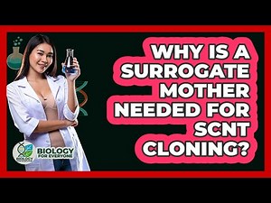 Why Is A Surrogate Mother Needed For SCNT Cloning? - Biology For Everyone