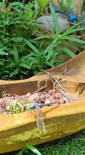 Green-Headed Dragonfly in Our Garden 🪰🌿 | Nature’s Tiny Jewel