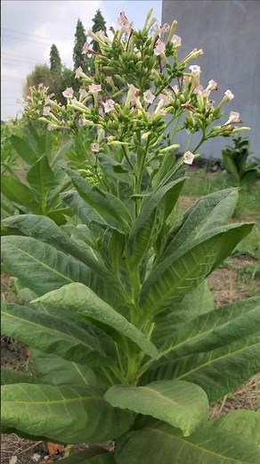 Nicotiana tabacum or Tobacco #tobacco #nicotiana #nicotianatabacum #bako #tobacco