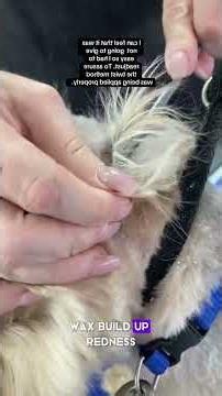 🐶 Veterinary Ear Grooming | Removing Unnecessary Ear Hair for Better Dog Health #pets #viral #dog