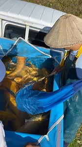 Early Morning Harvest in Japan 🇯🇵❤️💛 Karashigoi with Yagenji Koi Farm | The Koi Partner