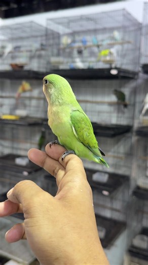 Essential Care Tips for Pet Birds