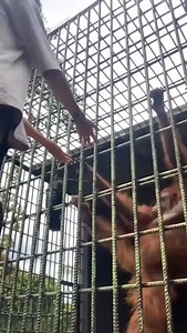 Watch how this orangutan instinctively uses clothing as a lever. No formal training. No hesitation. Just pure grip strength, mechanical advantage, and positional control—all through the bars of a cage. In Jiu-Jitsu, we train in the gi for exactly this reason. It’s not just tradition—it’s a functional training tool designed to mimic real-world clothing: jackets, hoodies, coats, blazers. Clothes people wear in the street. Modern fashion makes this even more relevant—baggy layers, collars, hoods, a