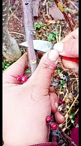 68K views · 255 reactions | PART 1 GRAFTING APRICOT PEACH AND MULBERRY IN SPRING TIME! FOLLOW Daniele Greenworld ! SEE PART 2 ! | Daniele Greenworld | Facebook
