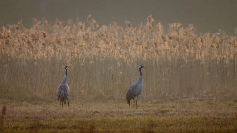 Bird Sounds – Common Crane (Grus grus) 🐦🔈