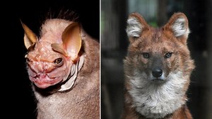 Did You Know These 25 Animals Exist?