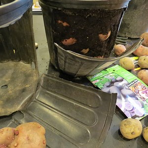 How to Make a Recycled Potato Bucket: Harvest Your Potatoes Anytime!