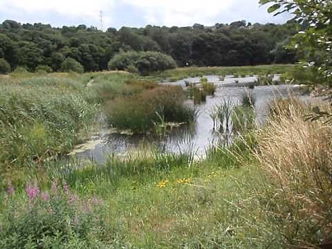 reed bed to cleanse water - REED-BED Sewage Treatment - wakefield