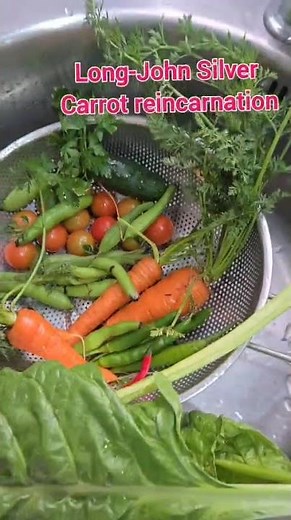 Why you should start a backyard garden