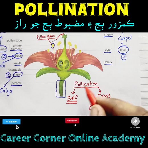 Understanding Pollination and Its Types in Plants