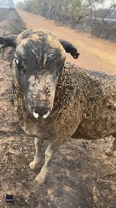 GRAPHIC: Bushfires on Kangaroo Island have had a devastating impact on the region’s animal population. This footage shows a few singed sheep wandering amid a herd of carcasses killed by fire. Keep up with the latest from the bushfires here: https://bit.ly/2Qwngas Credit: Micah Lovegrove via Storyful | The Australian