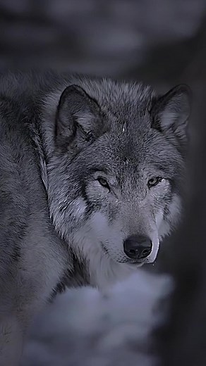 A Moment with the Wolves 🐺 | Unforgettable Wolf Encounters