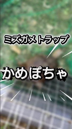 ミズガメトラップ！かめぽちゃ！#カメ #爬虫類 #ミシシッピアカミミガメ #かめぽちゃ #DIY #外来種