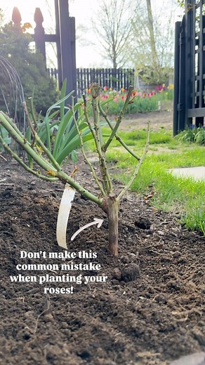 232K views · 998 reactions | PSA! Don’t make this common mistake when...