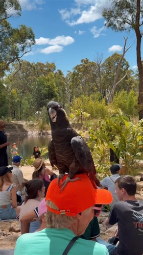 Feathered Friends - Visit the Birds 🦅🦉 on Instagram: "A secret bird sanctuary hidden within another sanctuary 🫶🐣♥️🖤 210 certificates need to be sold!!! help us protect black cockatoos. We need our community to spread the word. This gift funds our work 🫶🐣🙏 This isn’t your average sanctuary visit. It’s an experience built around respect, scale, and conservation. At Feathered Friends Bird Sanctuary, our baby black cockatoos don’t just fly overhead, they land on people. Heads become perches.