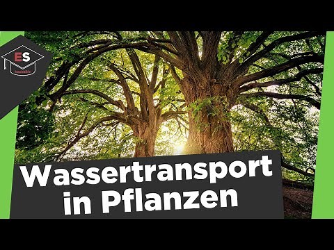 Water transport in plants - How do plants drink? - Water transport in plants explained simply!