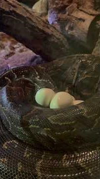 Spectacular egg-laying of the largest #snake in Africa 🐍 African rock python at #BIOPARC