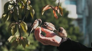 Pájaro Gorriones Alimentación - Free video on Pixabay