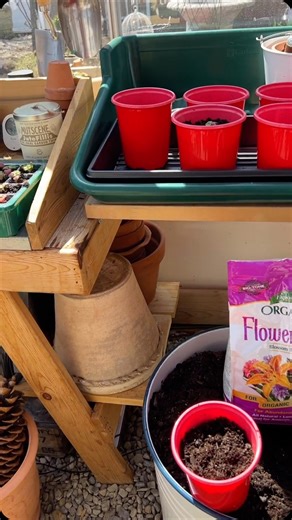 Follow along with @howsitgrowing NJ as she uses Flower-tone to pot her baby geraniums! 🏵️🌼🌷 . . . #espomaorganic #espomagrown #espoma #espomaorganics #plantstagram #plantcare #gardening #gardenlife #growing #instagarden #plants #planting #spring #springgarden #growyourown | Espoma Organic