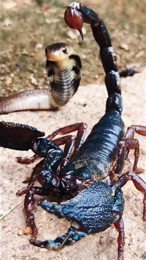 Baby Cobra or Scorpion – Which Is More Dangerous?