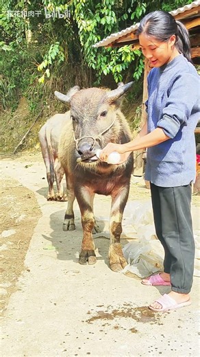 Record my rural life