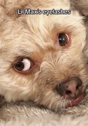 he got custom minks lol | mink