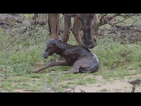 Today We Witness the Birth of a Baby Wildebeest Out in the Wild in Kruger National Park 19 Dec 2020