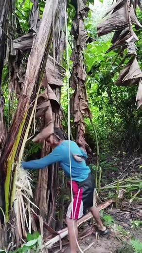 Tarzan ng sibak ng saging