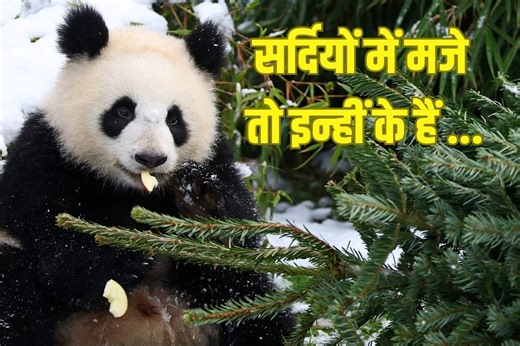 Video: गोलू-मोलू पांडा की मस्ती देखो, बर्फ में लुढ़क-लुढ़ककर लिए मजे