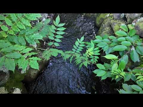 Relaxing, gentle stream from a New Zealand backyard | Spring