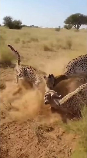 USA WildLife! #usa #americanwildlife #usadocumentary #wildlife northamerica #wildlife