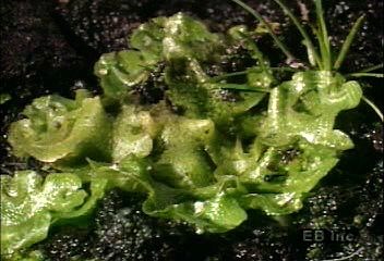 Bryophyte liverwort gametes, thalli, and rhizoids | Britannica