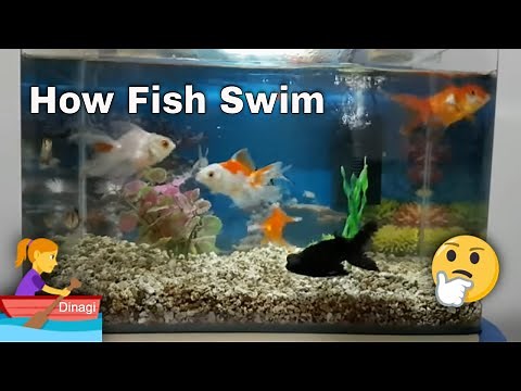 How Fish Swim in Water 🐠🐟 Fish Tank 📽️01