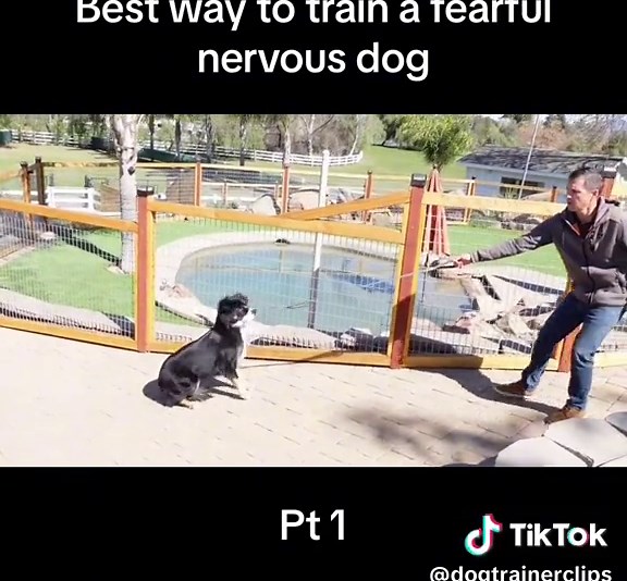 Dogtrainerclips on TikTok