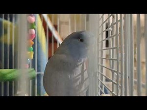 太平洋鸚鵡 小嗶的自言自語 | Parrotlet talking | マメルリハのびーちゃん お喋り