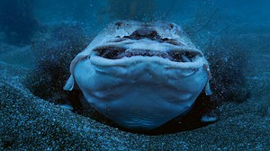 4.6M views · 10K reactions | An angel shark can strike in a tenth of a second, but it can't always keep its dinner down... Our home. Our future. This is #PlanetEarth3   https://www.bbcearth.com/shows/planet-earth-iii | BBC Earth | Facebook