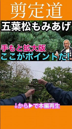Close-up of the pruning process: Easy-to-understand explanation of pine tree trimming #pruningmet...