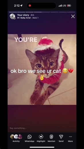 ticklepicklefest (@ticklepicklefest)’s video of cats