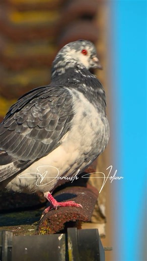 Birds in HDR10 #هایده