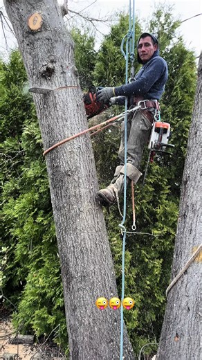 Tree Cutting Techniques: Safety Gear and Tips