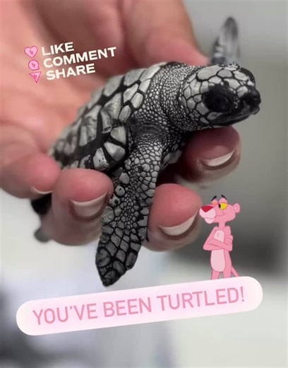 12 reactions · 8 comments | YOU’VE BEEN TURTLED!  You have 30 seconds to guess which of the 7 sea turtle species this little hatchling is  Drop your guess in the comments… Then LIKE, TAG, & SHARE to turtle someone else! 勺 #YouveBeenTurtled #seaturtlerehabilitation #STCCS #seaturtleconservation | Sea Turtle Care & Conservation Specialists | Facebook