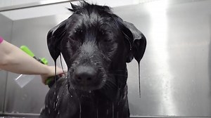 Black Dog Syndrome | Pet discrimination | Girl With The Dogs