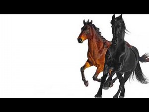 horse song funny