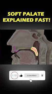 #PalateAnatomy, #SoftPalate, #HardPalate, #AnatomyShorts, #YouTubeShorts, #MedicalShorts,